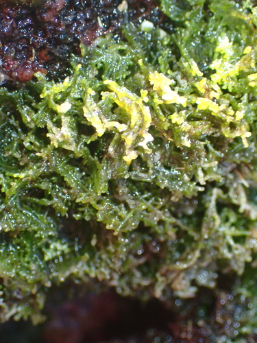 Microdictyon setchellianum observed 2025-12-26