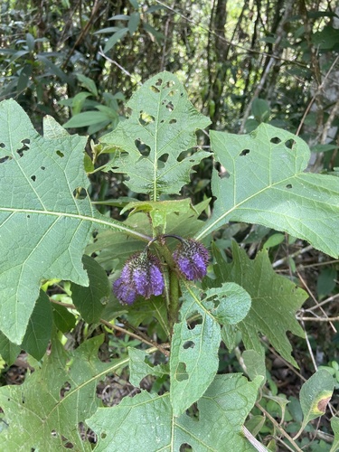 Solanum hexandrum