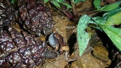 Microhyla achatina