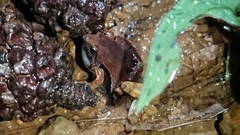 Microhyla achatina
