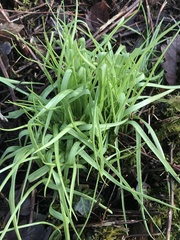 Allium subhirsutum