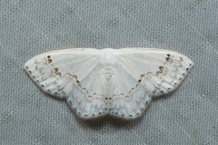 Teldenia specca