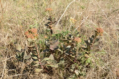 Hylotelephium maximum ruprechtii