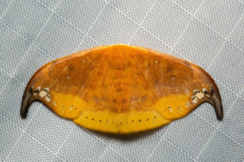 Tridrepana