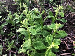 Pterocaulon redolens
