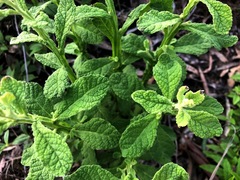 Pterocaulon redolens