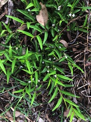 Eremophila debilis