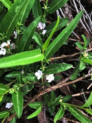 Eremophila debilis