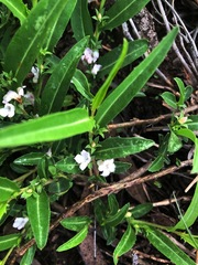 Eremophila debilis