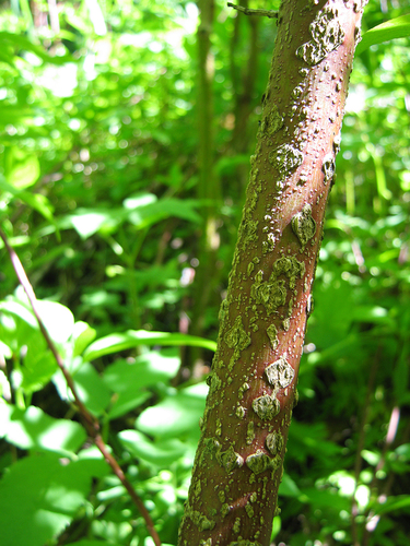baltoji sedula nuotrauka