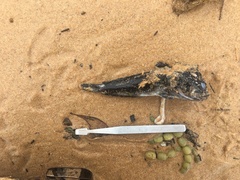 Batrachomoeus dubius