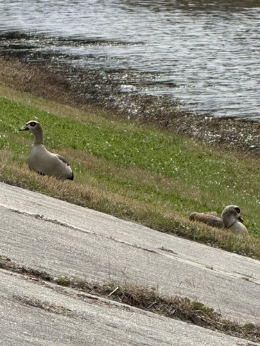 iNaturalist: (c) Rita Wright, some rights reserved (CC BY-NC), uploaded by Rita Wright iNaturalist image