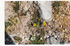 Reichardia tingitana