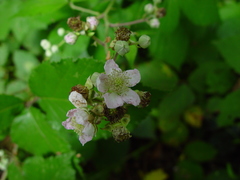 Rubus armipotens
