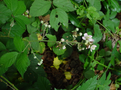Strongly-armed Bramble (Rubus armipotens)