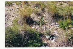 Macrochloa tenacissima