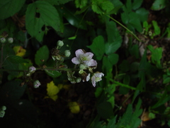 Rubus armipotens