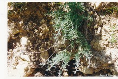 Teucrium lusitanicum