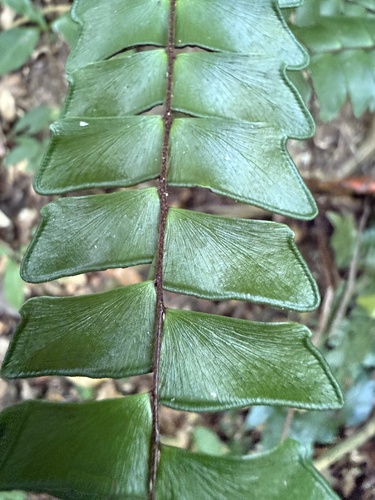 Foto de avenca