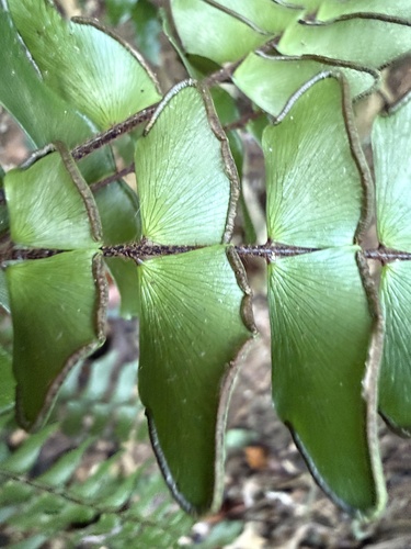 Foto de avenca