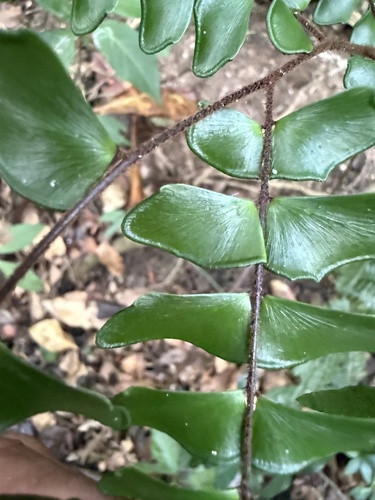 Foto de avenca