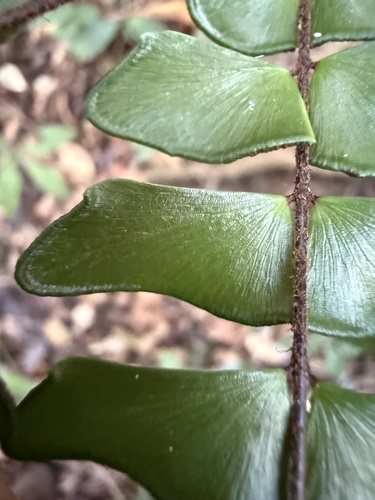 Foto de avenca