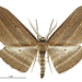 Cabbage Tree Moth - Photo (c) Landcare Research New Zealand Ltd., some rights reserved (CC BY)