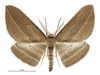 Cabbage Tree Moth - Photo (c) Landcare Research New Zealand Ltd., some rights reserved (CC BY)