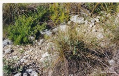 Macrochloa tenacissima