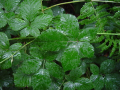 Rubus armipotens