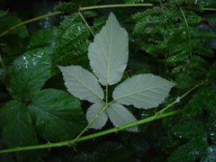 Rubus armipotens