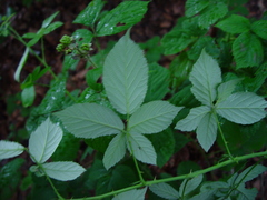 Rubus armipotens