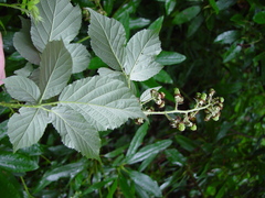 Rubus armipotens