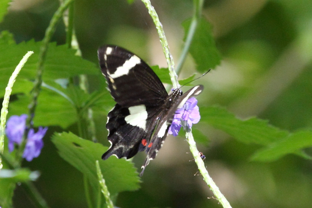 Norfolk Swallowtail
