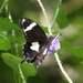 Norfolk Swallowtail - Photo no rights reserved, uploaded by Richard Fuller