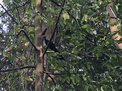 Phaenicophaeus sumatranus