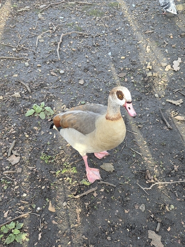 iNaturalist: (c) penelopei, some rights reserved (CC BY-NC), uploaded by penelopei iNaturalist image