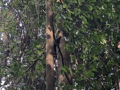 Phaenicophaeus sumatranus