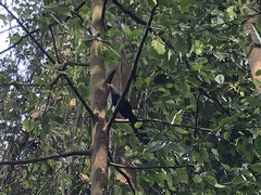 Phaenicophaeus sumatranus