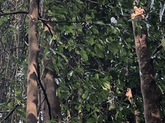 Phaenicophaeus sumatranus