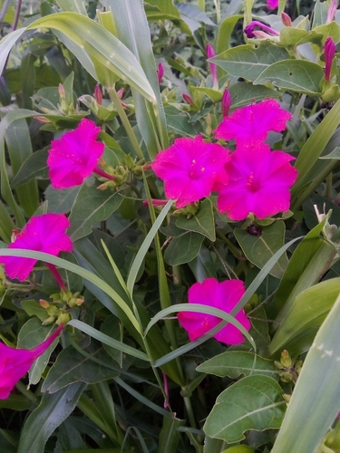 marvel of Peru