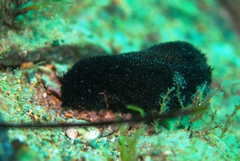 Bursatella hirsuta