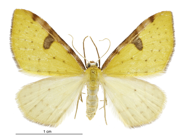 Aristotelia Looper