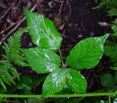 Rubus platyacanthus