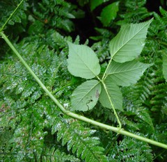 Rubus platyacanthus