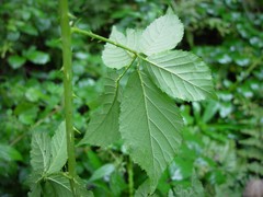 Rubus platyacanthus