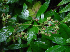 Rubus platyacanthus