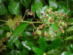 Rubus platyacanthus