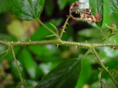 Rubus platyacanthus