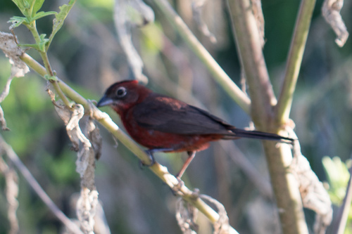 Red Pileated Finch (Coryphospingus cucullatus), photo 6